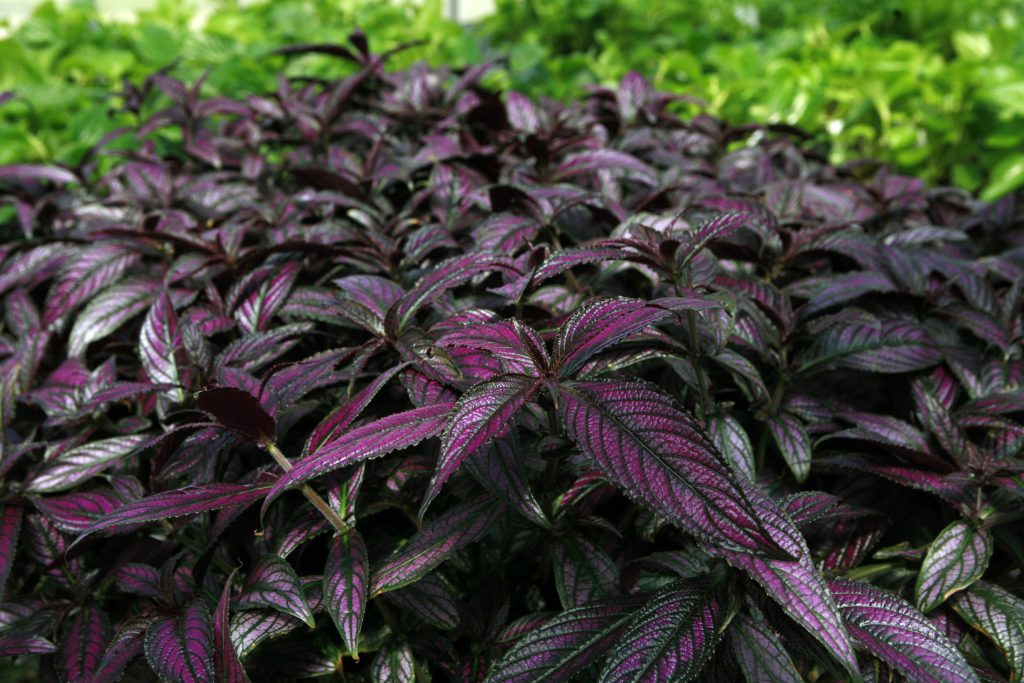 Turn over a new leaf at the fall plant sale